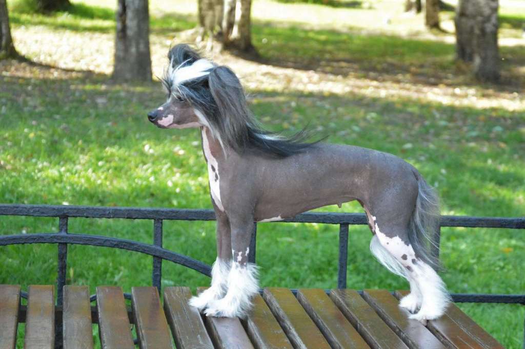 Sofiris Show Energy Surge