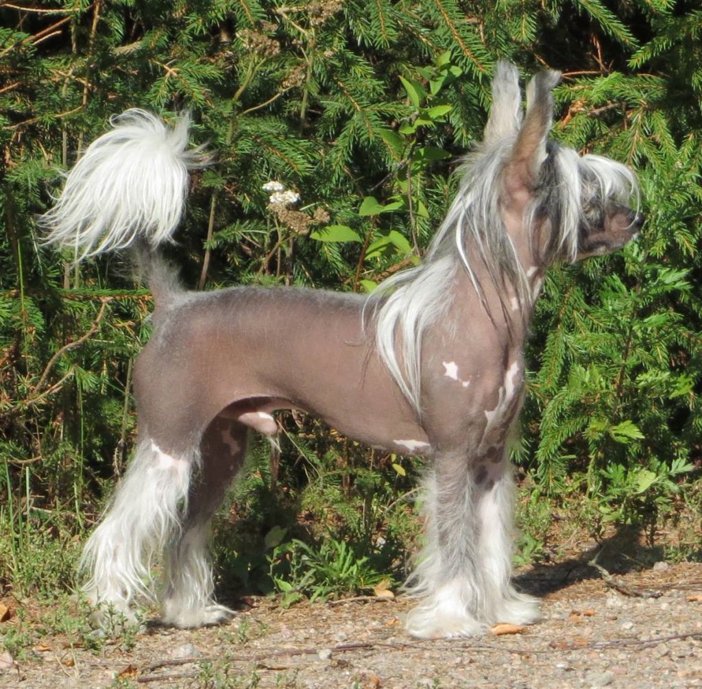 Namilon Mini Mohikaani