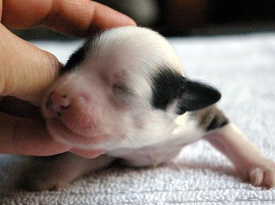 Oriental Jokes Disney Mania