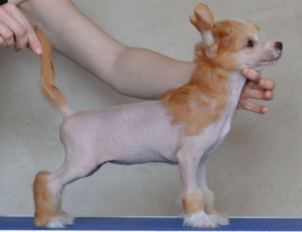 Silvia  iz Sozvezdiya Khana