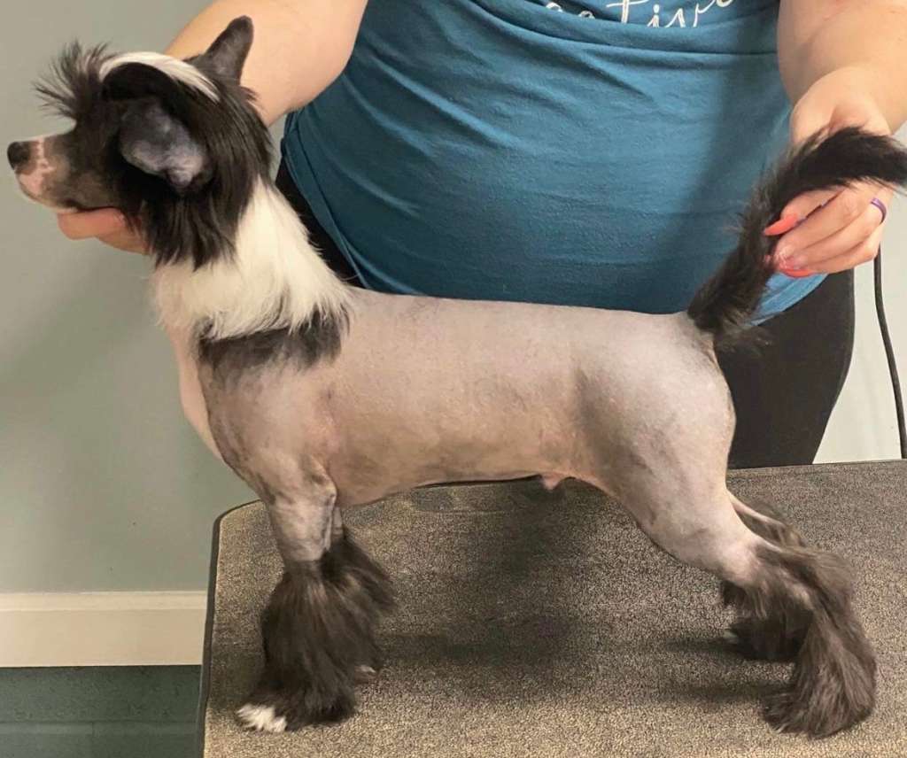 Sunlit N Kellyns Lady Killer