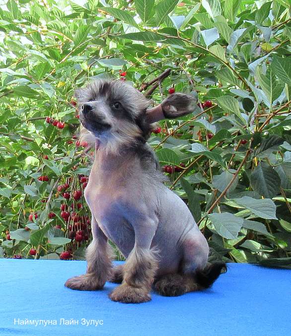 Naimuluna Line Zulus