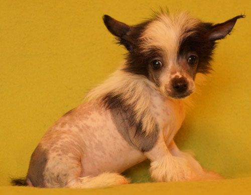 Dalokosh Karnaval Karat