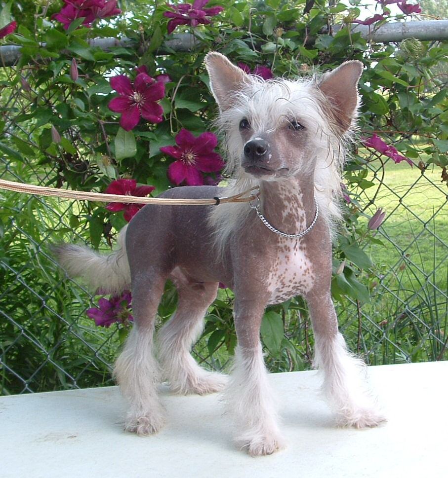 Kai's Its Not A Dream For Sheikra