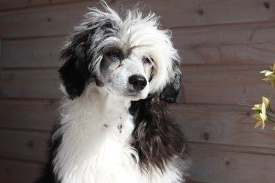 Lionheart Kaunt To Ten