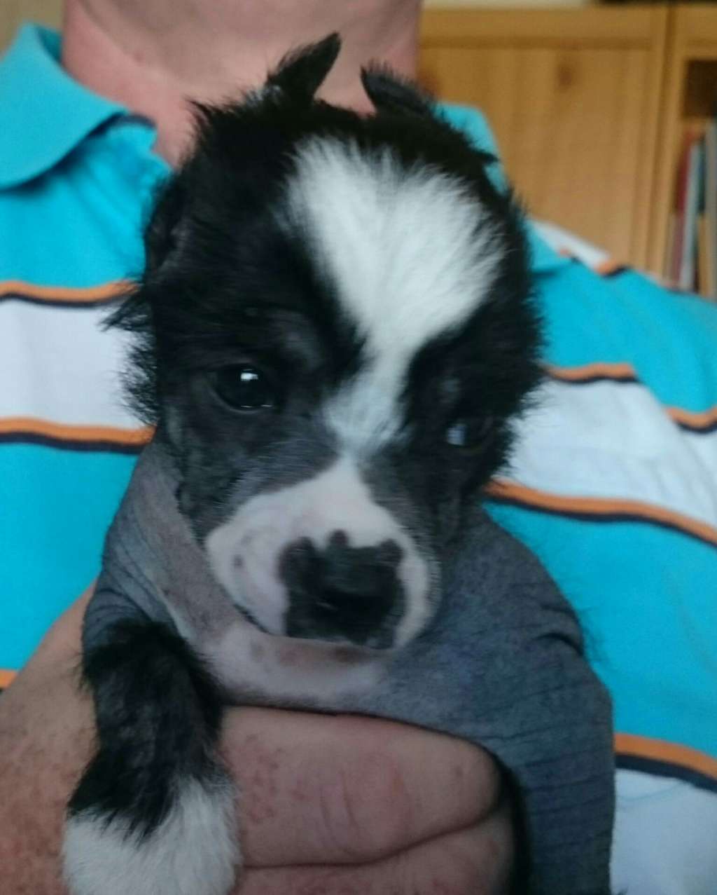 Jadore vom Apfelland