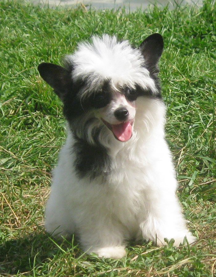 Angel O' Check Mikado