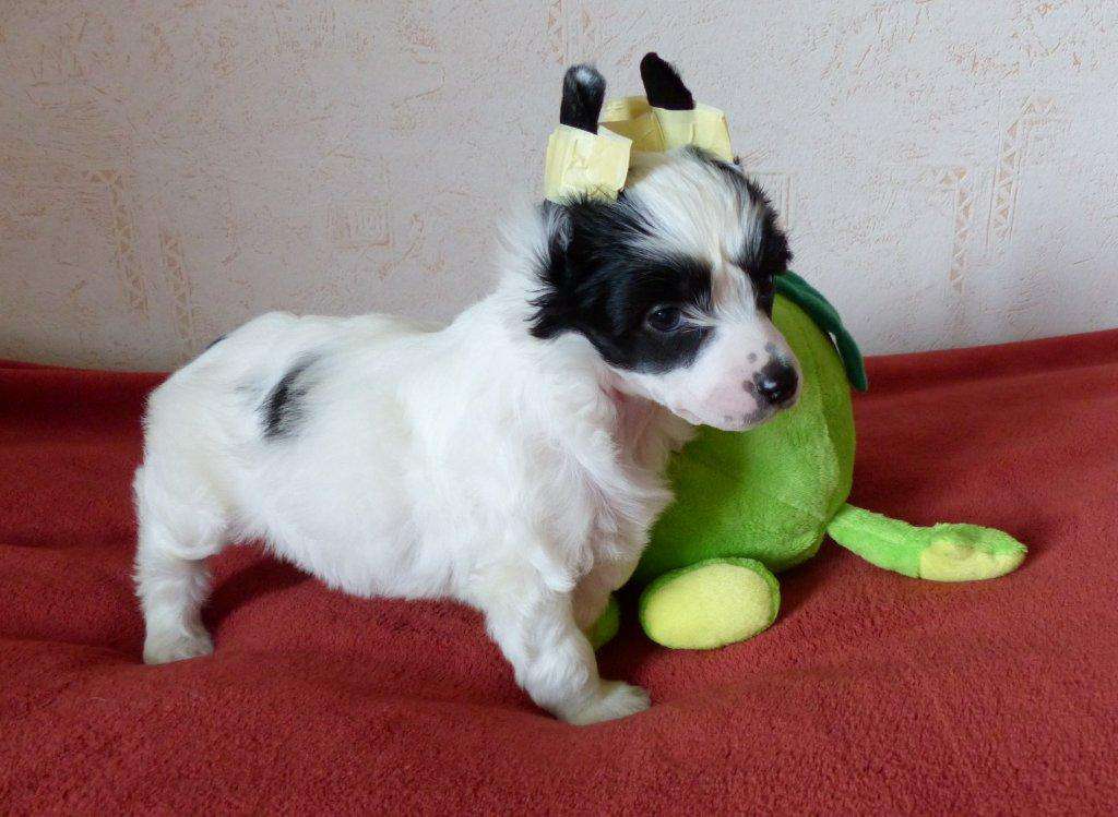 Daylight vom Apfelland