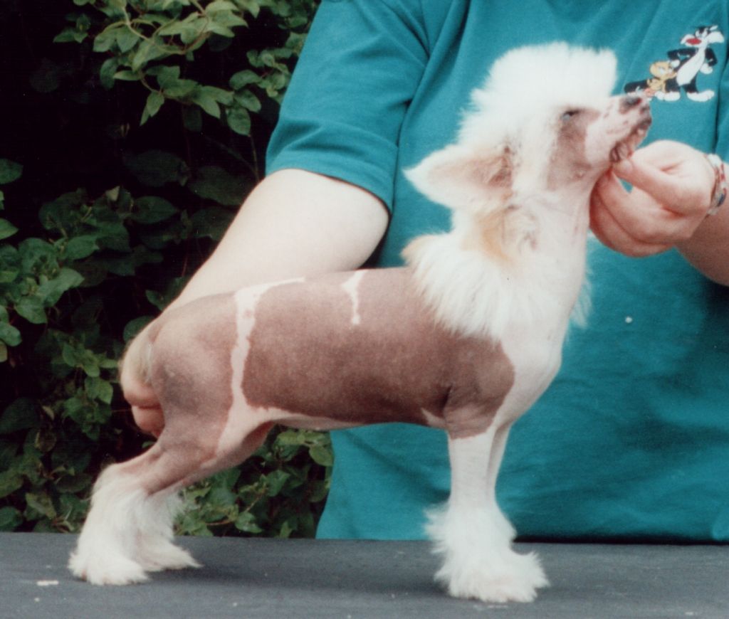 Shumllea Honeysuckle