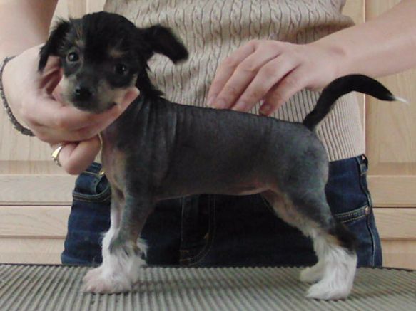 Curlious Kept Under Wraps