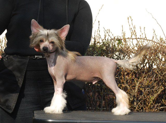 Golden Diamond Cresteds Blantyre