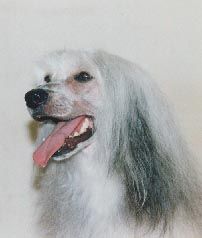 Arrencrest Chinahouse Tian