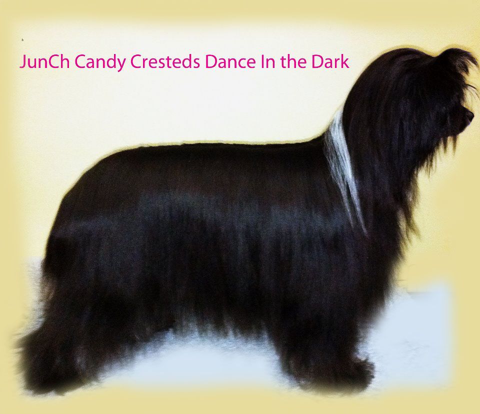 CandyCresteds Dance In The Dark