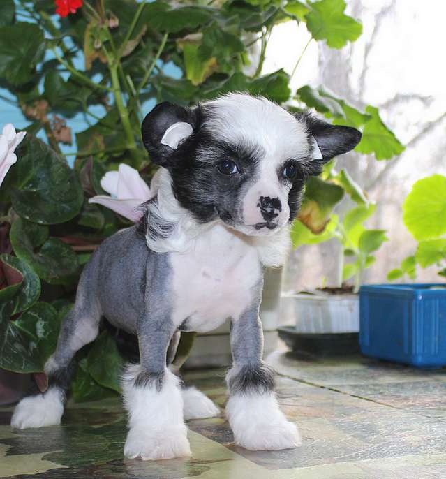 Angel O' Check Jakudza