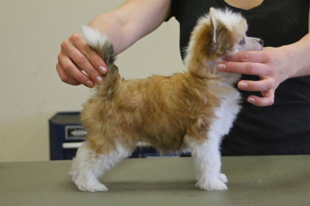 Taja Karma Carnelian