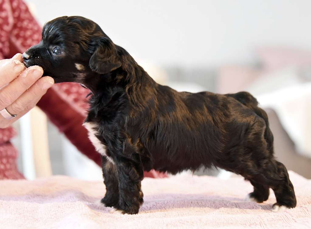 Adam Levine z Andelovy dlane