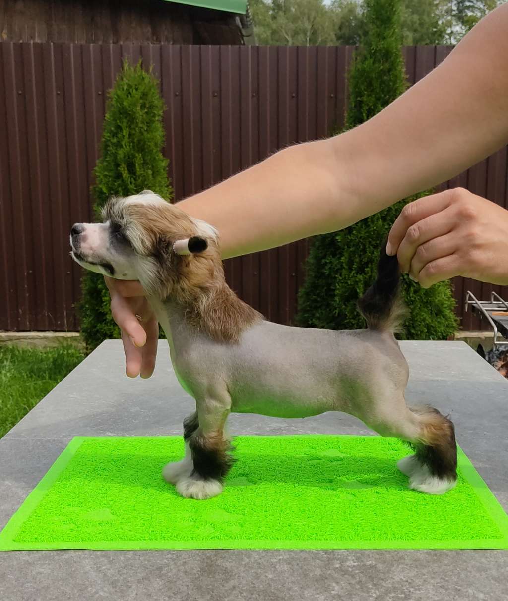 Sol'tanto Gloria Poisedon