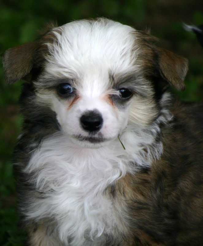 Zhen's Classical Sonata