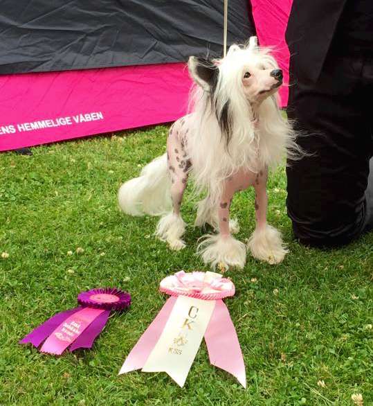 Highlight von Shinbashi