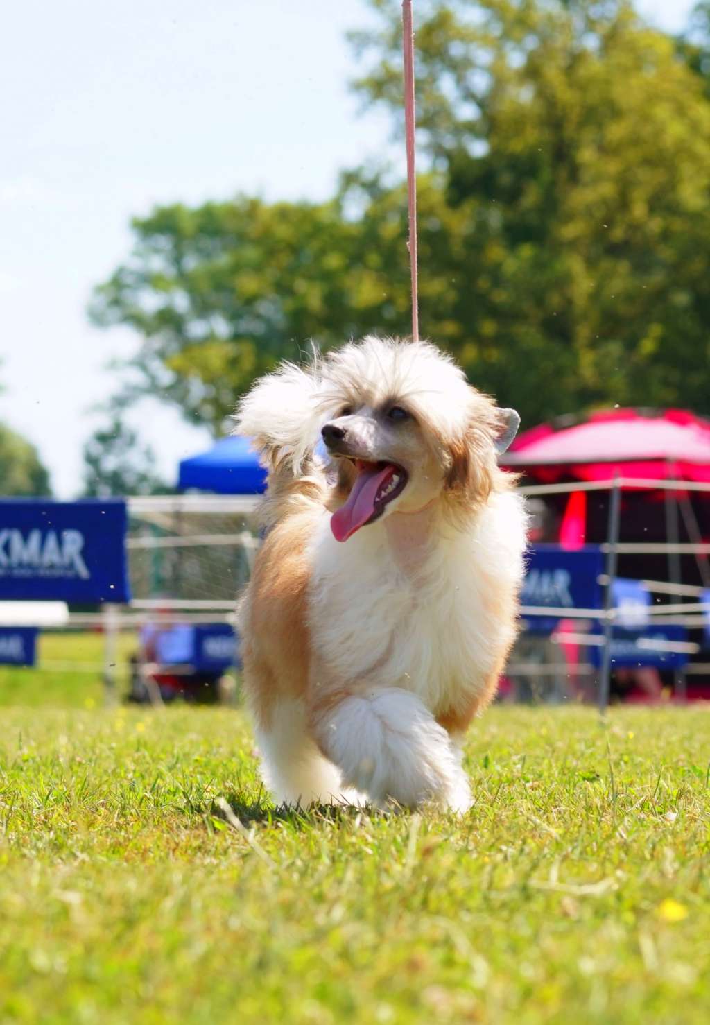 Anna Sky Kennel Uma Mia Bellissima