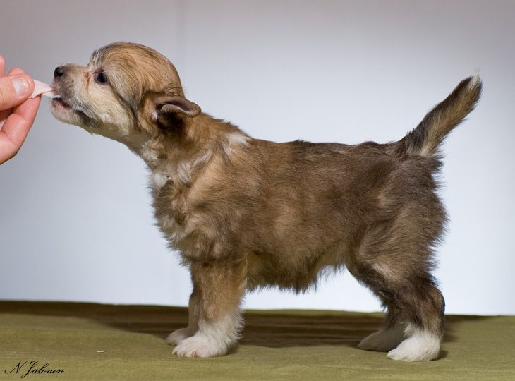 Sun Dan Queen Of Hearts