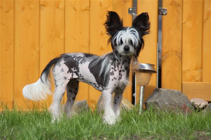 Amanda Princess of Twilight Diamonds