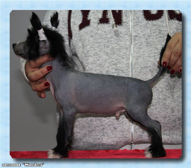 Severo Zitto Minodora