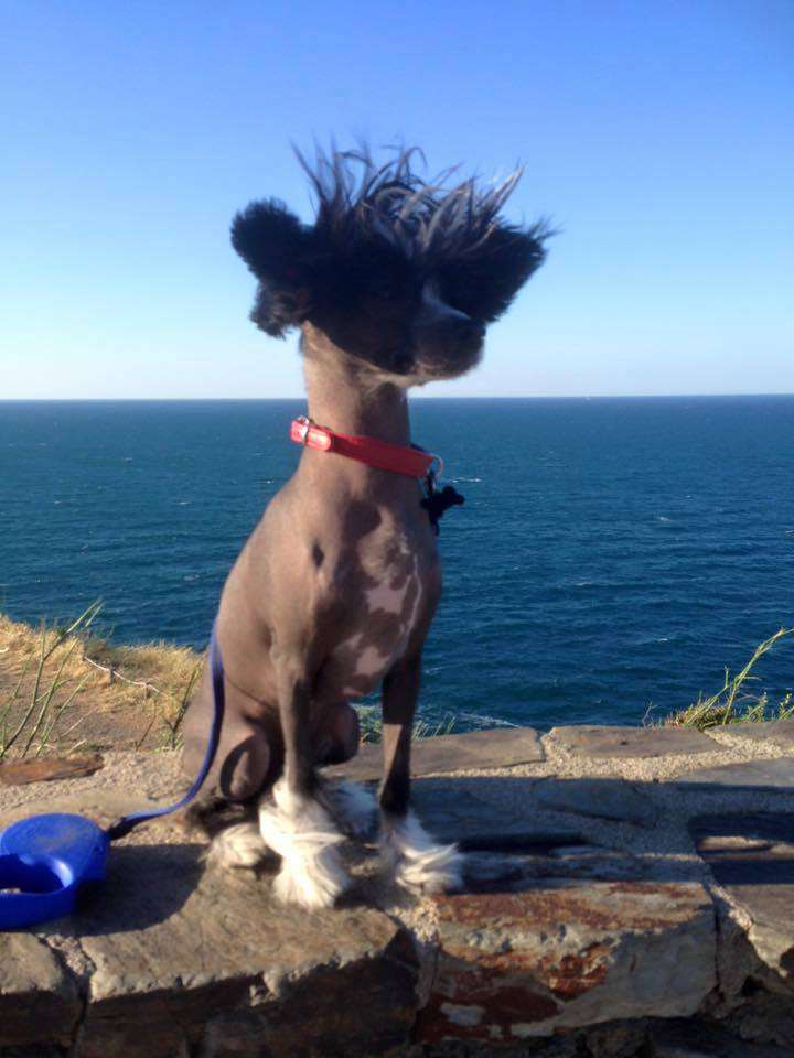 Little Dog Of Dream Jati