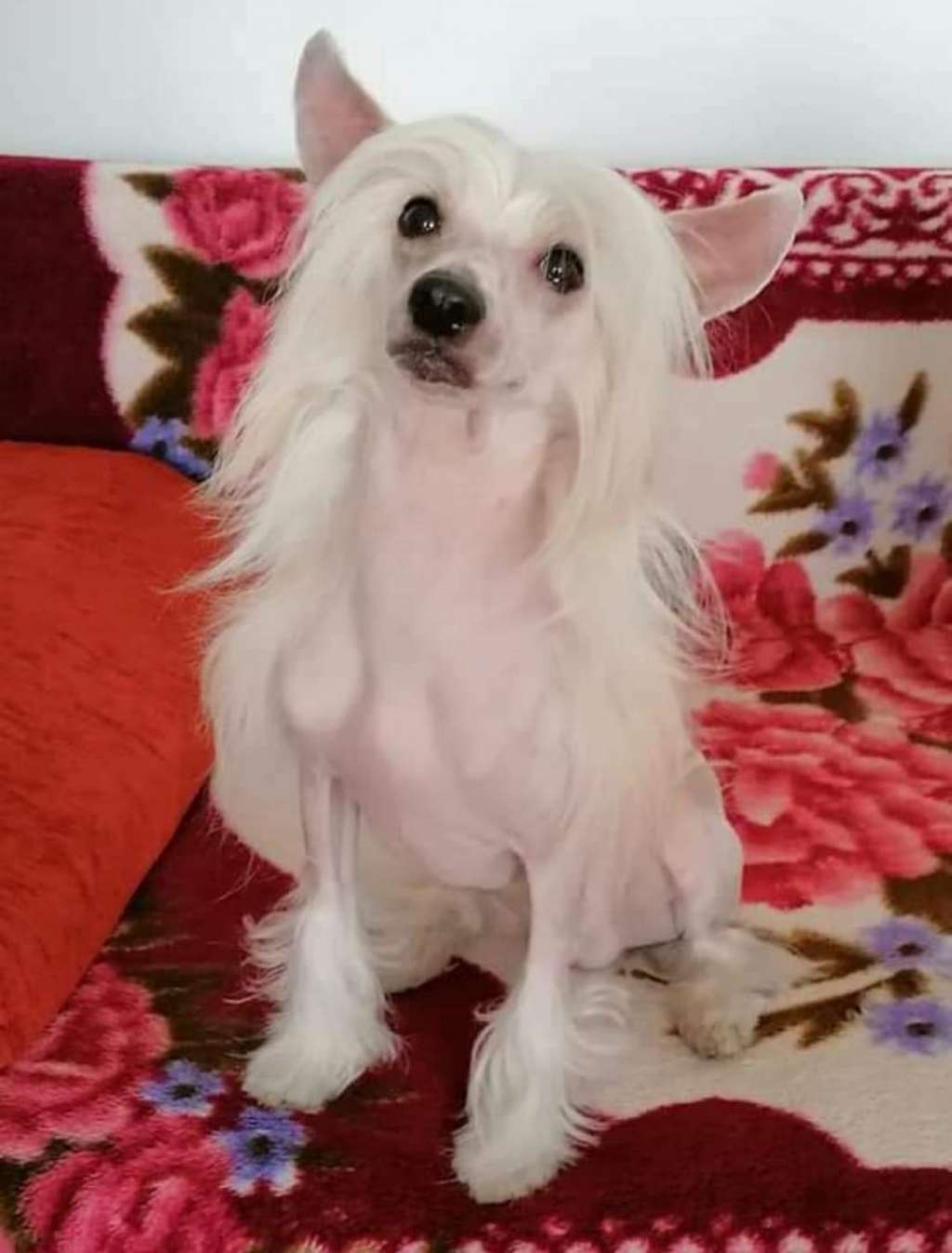 Aretas Summer Cherry