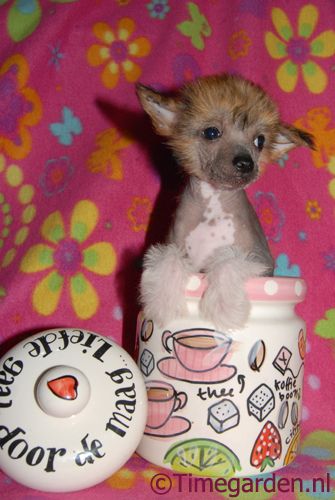 Timegarden Express Yourself