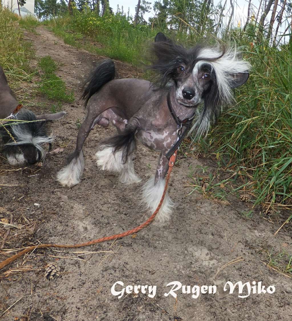 Rugen Miko velly Gerry