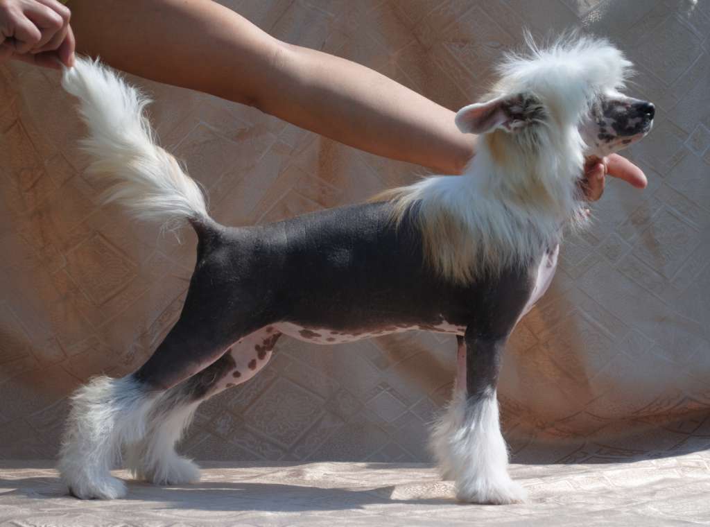 Viva la Diva Dom Risorto