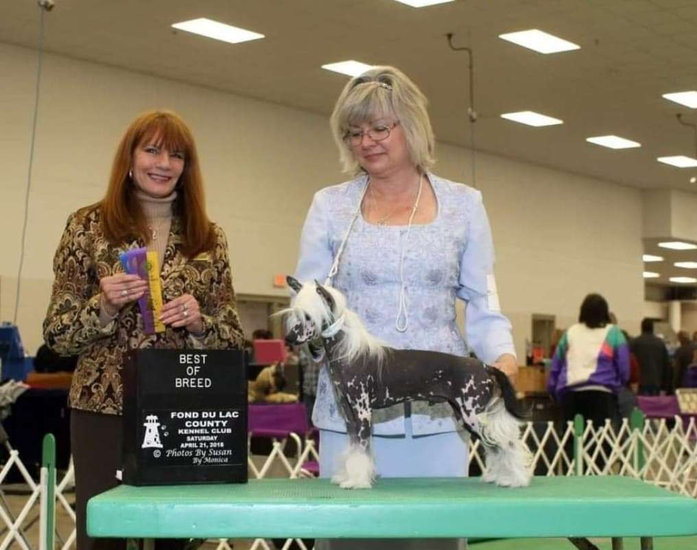 Ch Sondrarose'n Kylin's R8 Spyder At Windsong Clea