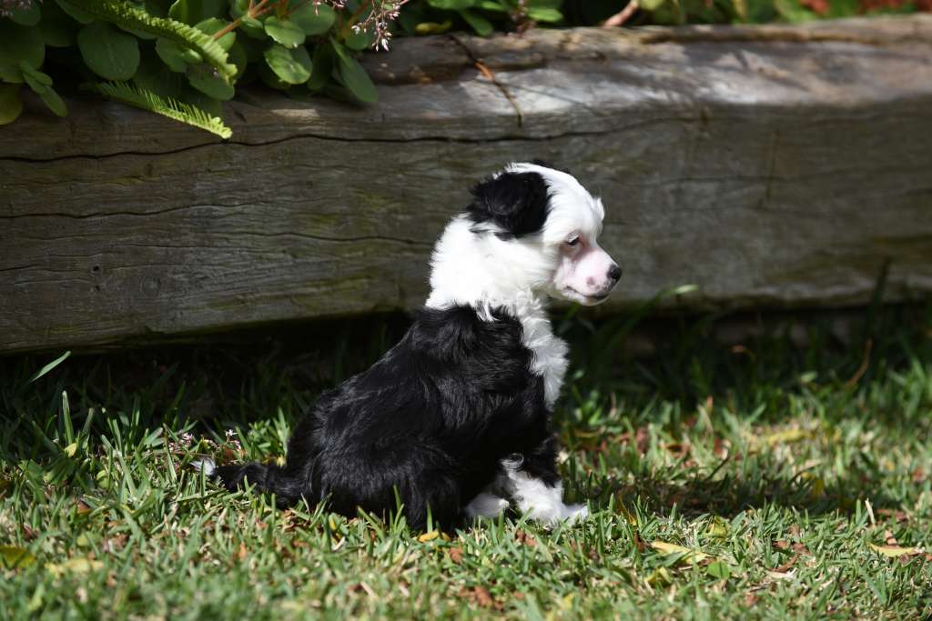 Krescendo Centre Stage