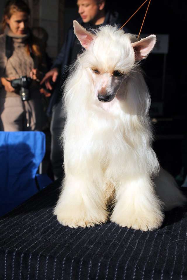 Zolotaya Antilopa Is  Vishnyovogo Sada