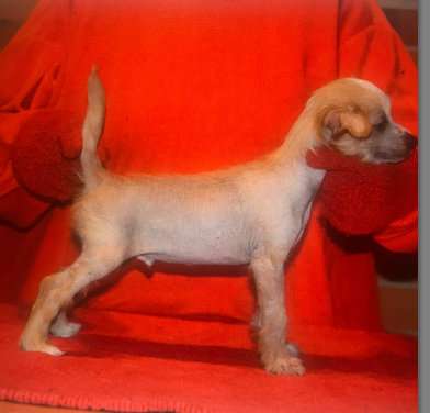 Sasquehanna (fci) Norman