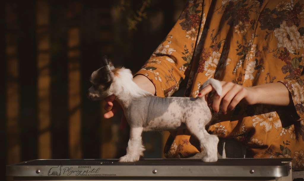 Lit Twinkle Sprinkle Plysovy pritel