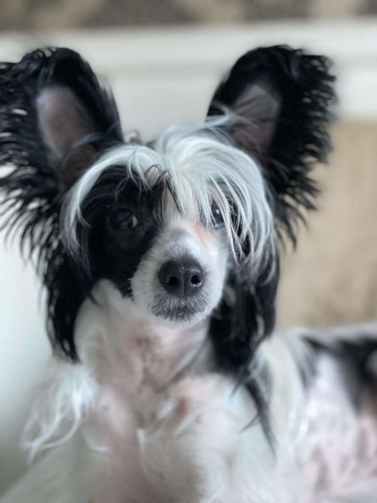 Zafira Exotic World FCI