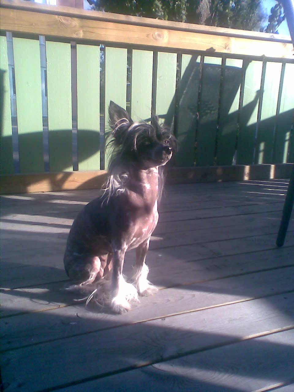 Debless One's Xinooki