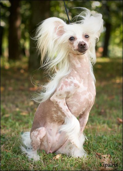 Shelcovij Shlejf Zhiandel