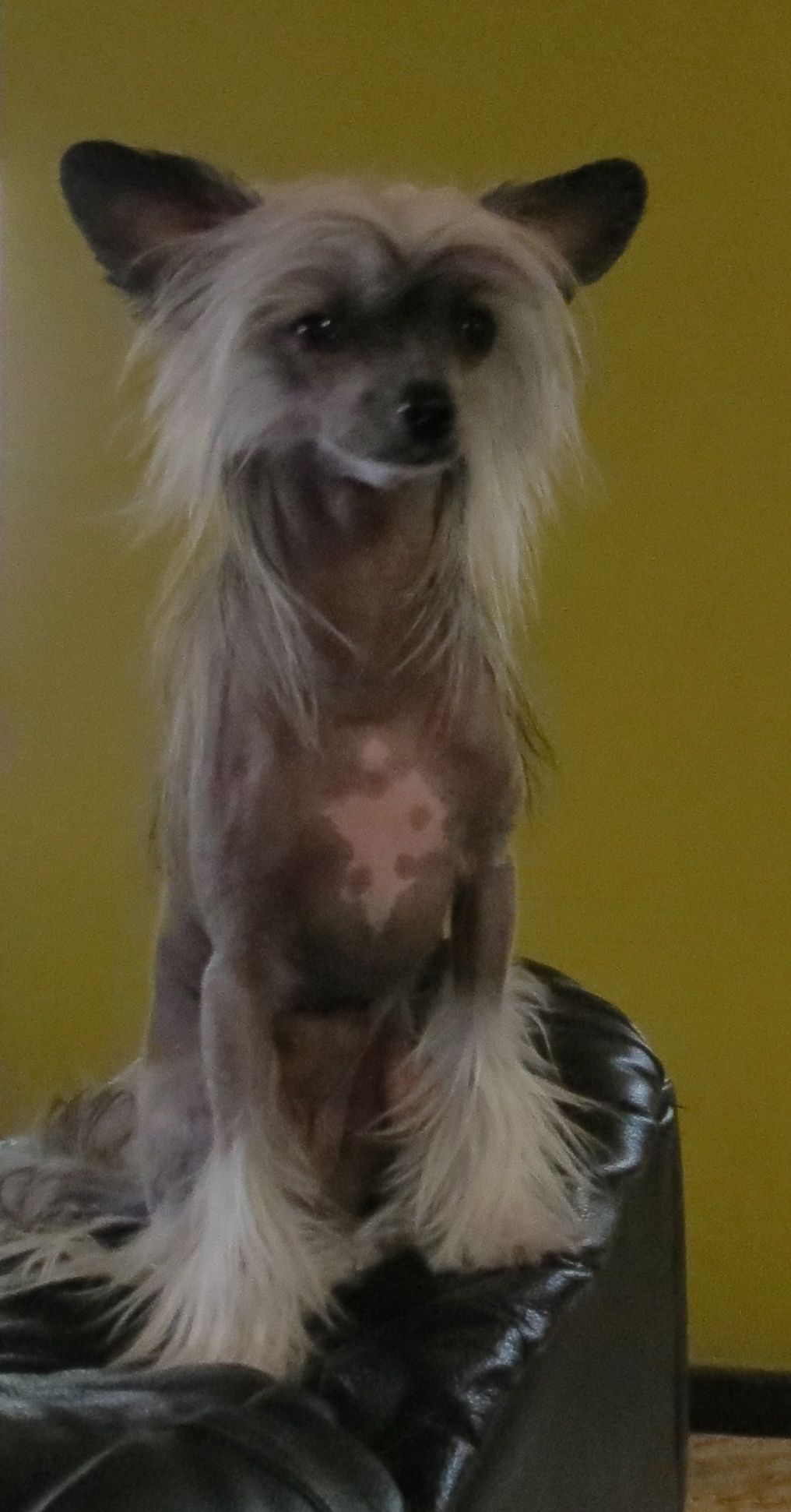 Patagonia Ranch Lady Godiva