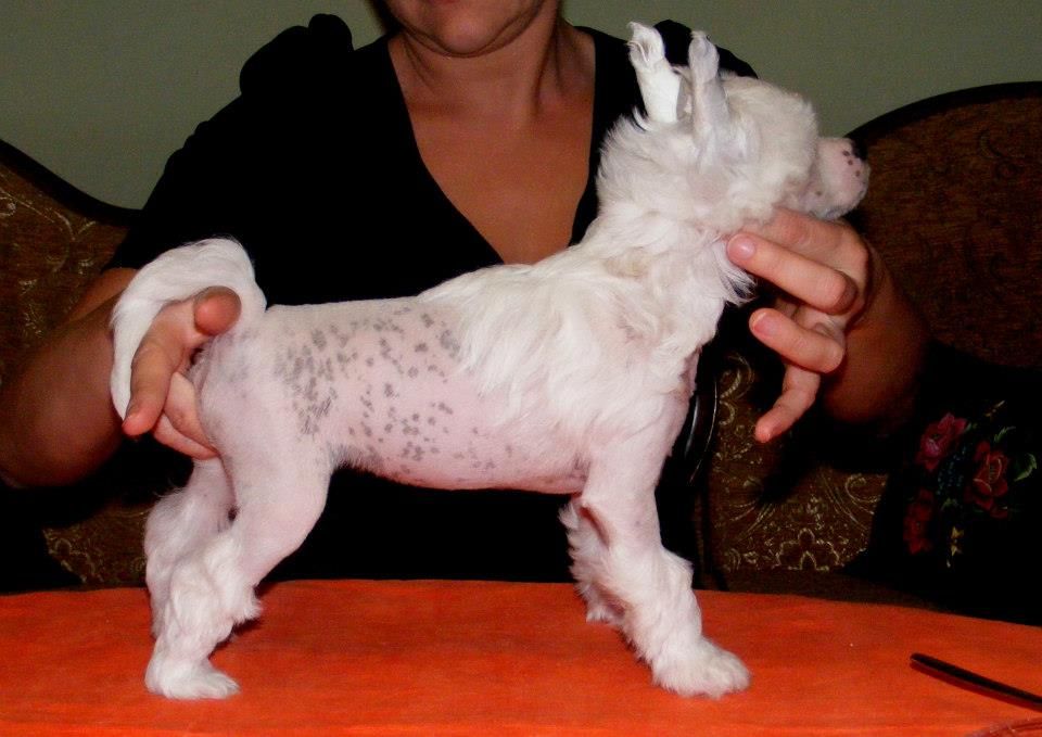 PRIMA Z Lowickiego Ksiestwa