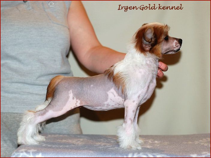 Irgen Gold Ferrari Enza