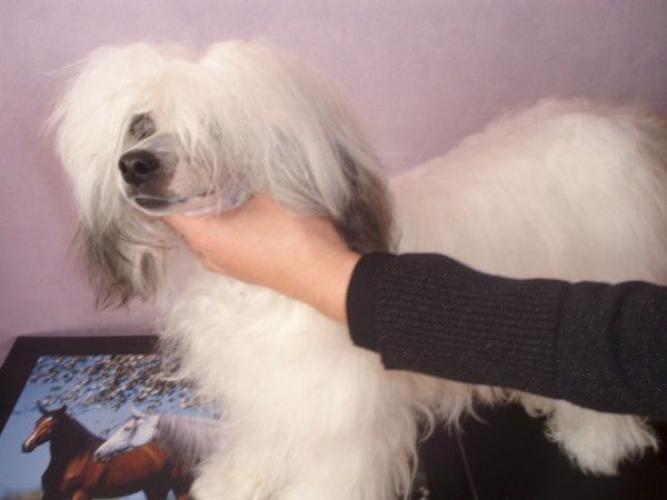 Confetis Du logis de Beaumanoir