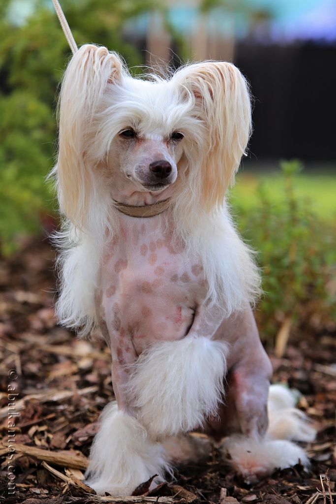 Keep The Face von Shinbashi