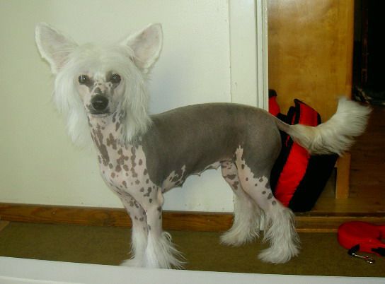 Twice as Nice Hell Yeah