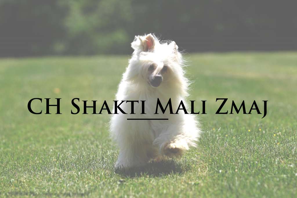 Shakti Mali Zmaj