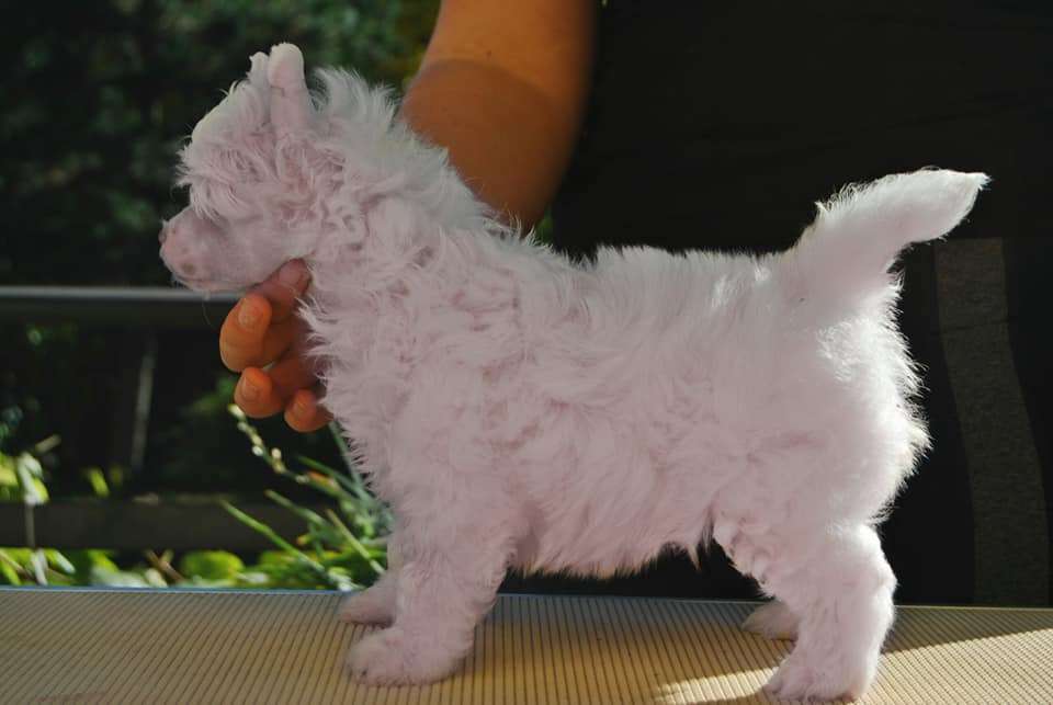 United We Funk Juna Dogs Fci