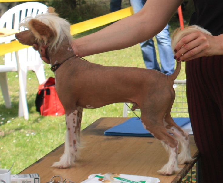 Fantazy Night A Star Ulixer