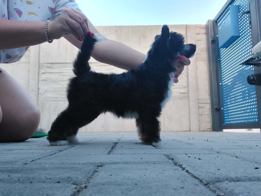 Elon Musk Gerardesky